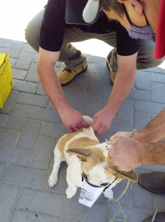 Secretaria Mun. da Agricultura de Pinhal Grande Realiza Vacinação Contra a Raiva em Cães e Gatos Secretaria Mun. da Agricultura de Pinhal Grande Realiza Vacinação Contra a Raiva em Cães e Gatos
