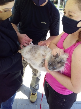 Secretaria Mun. da Agricultura de Pinhal Grande Realiza Vacinação Contra a Raiva em Cães e Gatos Secretaria Mun. da Agricultura de Pinhal Grande Realiza Vacinação Contra a Raiva em Cães e Gatos
