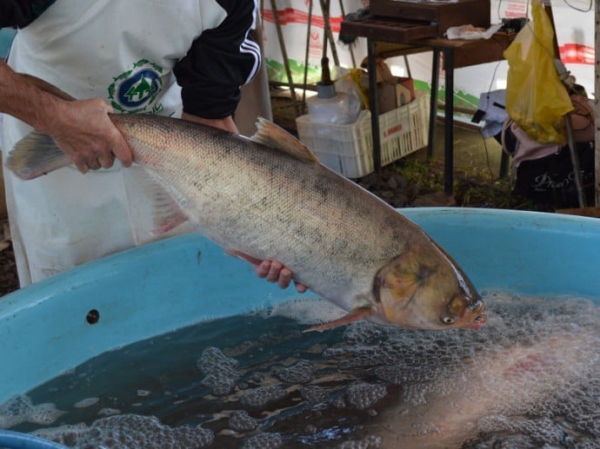 Feira do Peixe: Secretaria de Agricultura de Pinhal Grande Realiza Reunião Para Interessados em Participar da Feira do Peixe Vivo na Semana Santa Feira do Peixe: Secretaria de Agricultura de Pinhal Grande Realiza Reunião Para Interessados em Participar da Feira do Peixe Vivo na Semana Santa