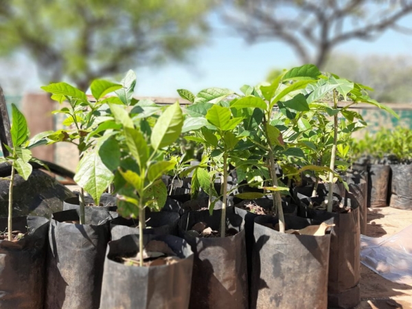 Estão Abertas as Inscrições Para Aquisição de Mudas de Árvores Frutiferas e Para Reflorestamento Estão Abertas as Inscrições Para Aquisição de Mudas de Árvores Frutiferas e Para Reflorestamento