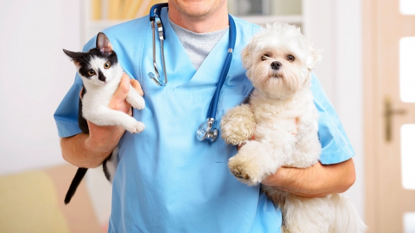 EDITAL Nº 01-2022 - Processo Seletivo Simplificado nº 09-2022 (Veterinário) EDITAL Nº 01-2022 - Processo Seletivo Simplificado nº 09-2022 (Veterinário)