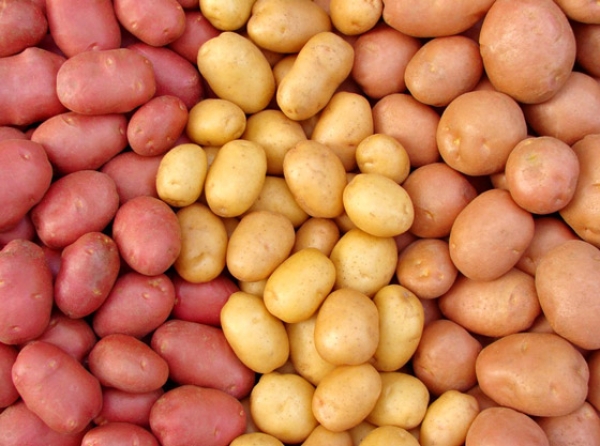 MUDAS DE BATATA: ESTÃO ABERTAS INSCRIÇÕES PARA AQUISIÇÃO DE MUDAS DE BATATA INGLESA MUDAS DE BATATA: ESTÃO ABERTAS INSCRIÇÕES PARA AQUISIÇÃO DE MUDAS DE BATATA INGLESA