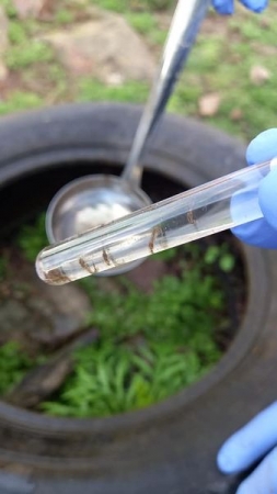 MOSQUITO DA DENGUE: OPERAÇÃO CONJUNTA ENTRE SECRETARIAS DE PINHAL GRANDE RECOLHERÁ PNEUS PARA DIMINUIR CRIADOUROS DO AEDES AEGYPTI MOSQUITO DA DENGUE: OPERAÇÃO CONJUNTA ENTRE SECRETARIAS DE PINHAL GRANDE RECOLHERÁ PNEUS PARA DIMINUIR CRIADOUROS DO AEDES AEGYPTI