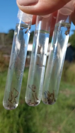 COM AUMENTO DE CASOS DE DENGUE NA REGIÃO E A PRESENÇA DE CRIADOUROS E LARVAS DO MOSQUITO TRANSMISSOR EM PINHAL GRANDE A VIGILÂNCIA EPIDEMIOLÓGICA DO MUNICÍPIO FAZ UM ALERTA A POPULAÇÃO COM AUMENTO DE CASOS DE DENGUE NA REGIÃO E A PRESENÇA DE CRIADOUROS E LARVAS DO MOSQUITO TRANSMISSOR EM PINHAL GRANDE A VIGILÂNCIA EPIDEMIOLÓGICA DO MUNICÍPIO FAZ UM ALERTA A POPULAÇÃO