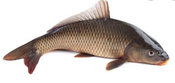 VENDA DE PEIXE VIVO VENDA DE PEIXE VIVO